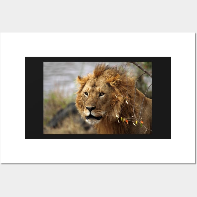 Cat: Large Male Lion Looking Intently as He Comes Out of the Bush, Maasai Mara, Kenya Wall Art by Carole-Anne